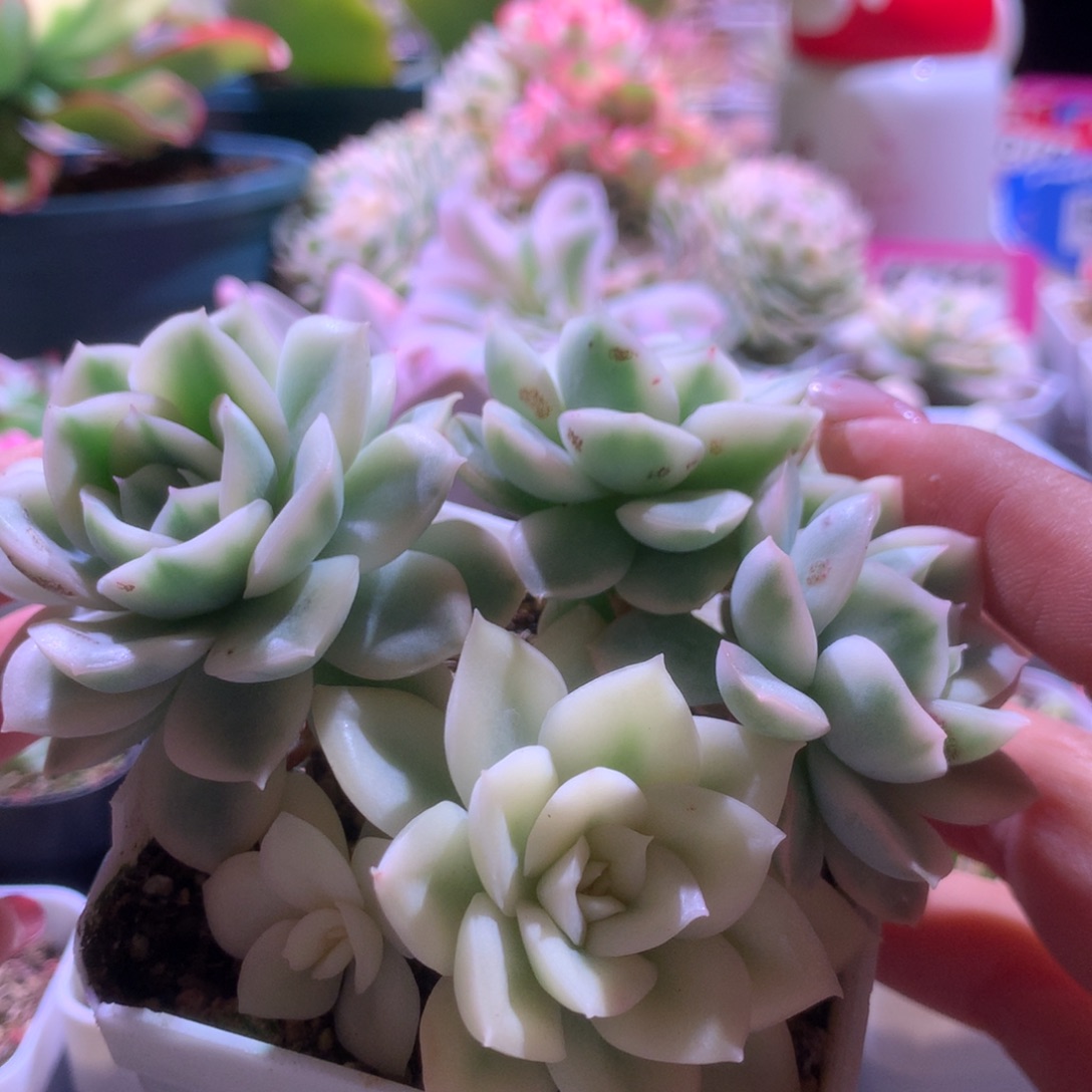 月亮仙子宽覆轮锦头群生有根