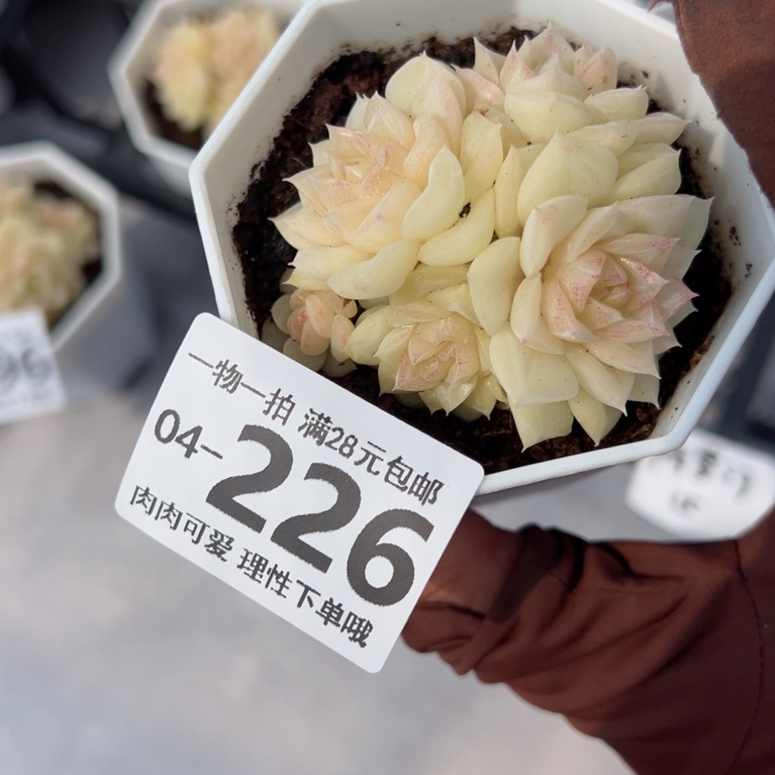 白天鹅麦秆多肉多肉多肉多肉