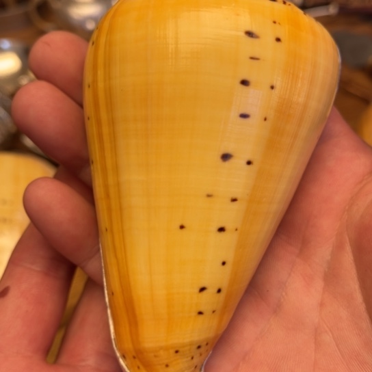 狂**魔茶则……………