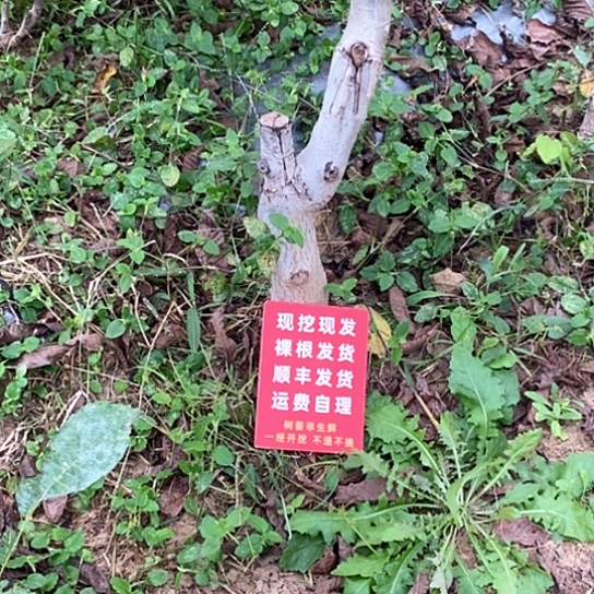 深***念吊坠文玩核桃龙鼎糖三角各一颗