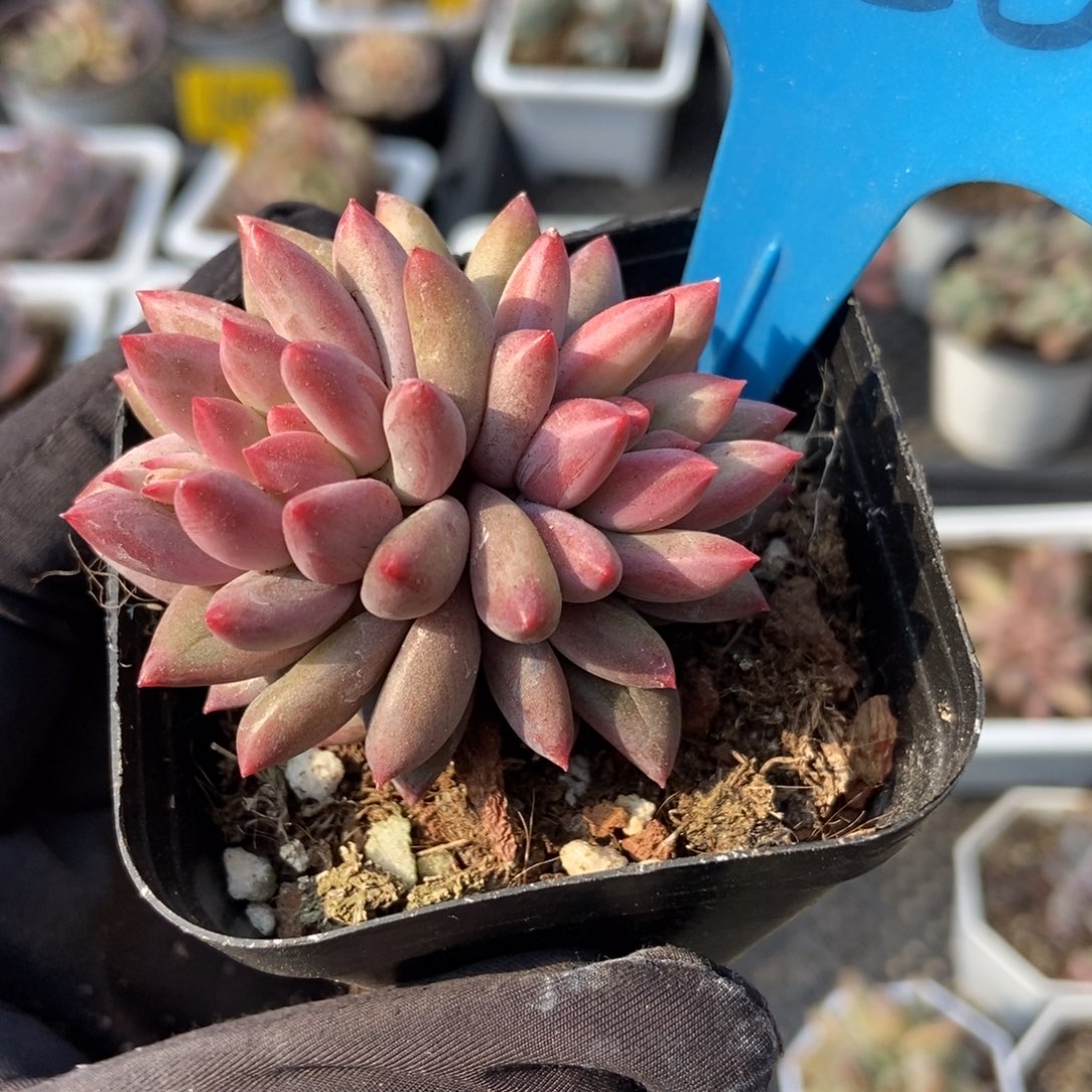 850虞美人多肉植物保护