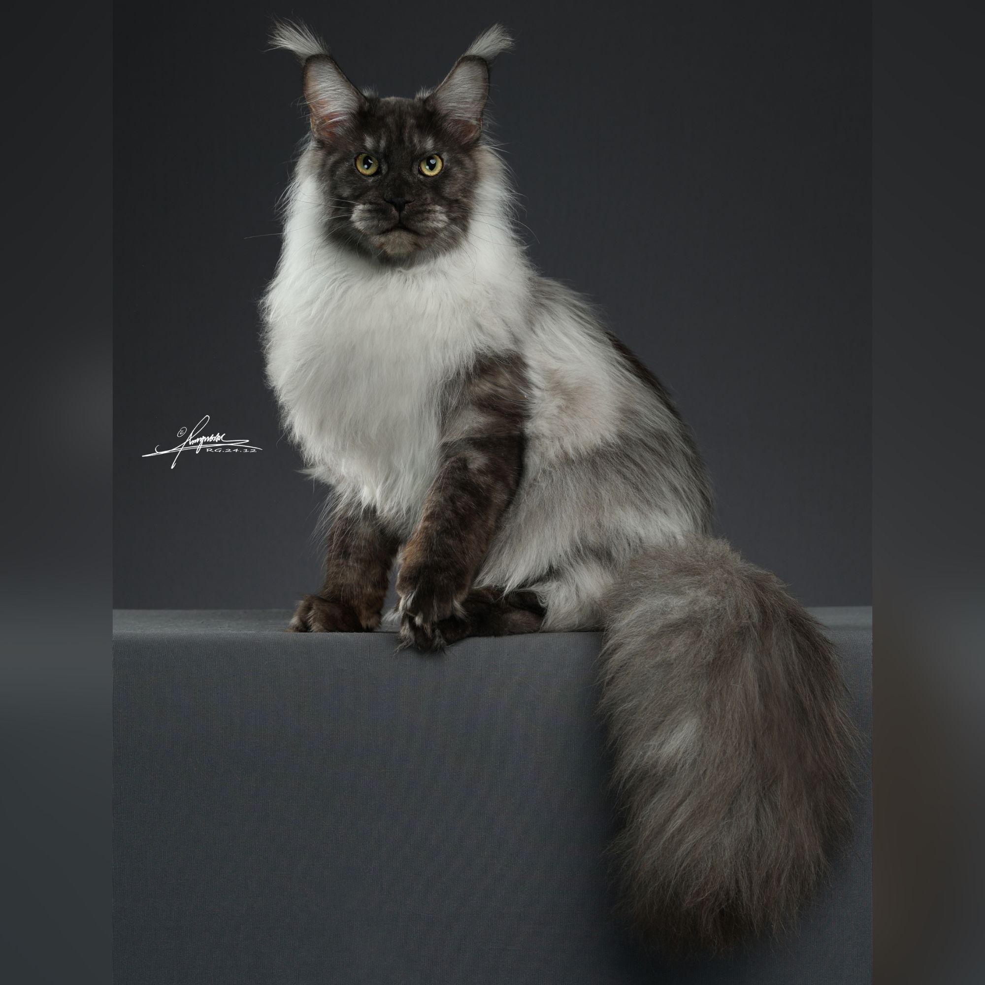 【乔乔缅因猫】活体猫猫