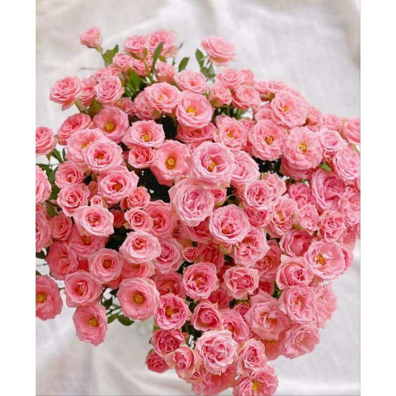 【璐璐公主】多头玫瑰 真花鲜切花云一单中通 拍够任意两单鲜花顺丰