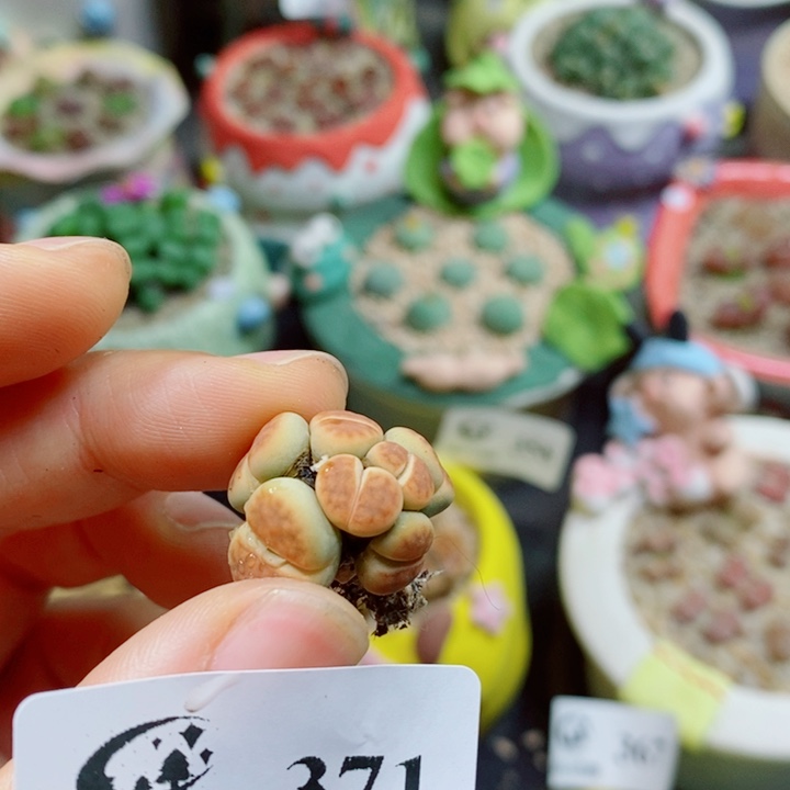 三***草生石花花花花花371