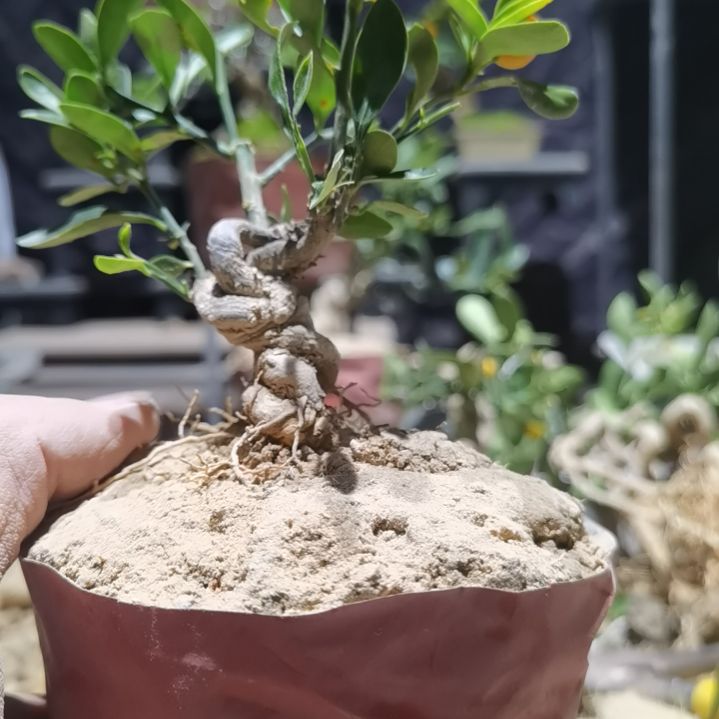 完全开放金豆小橘子绿植的