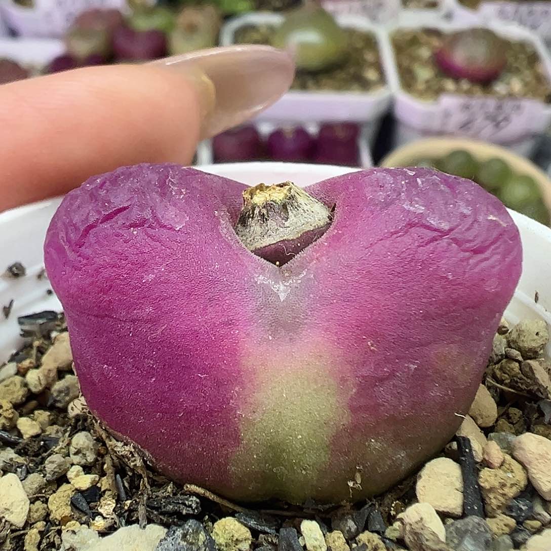 509毛汉尼带盆土发货