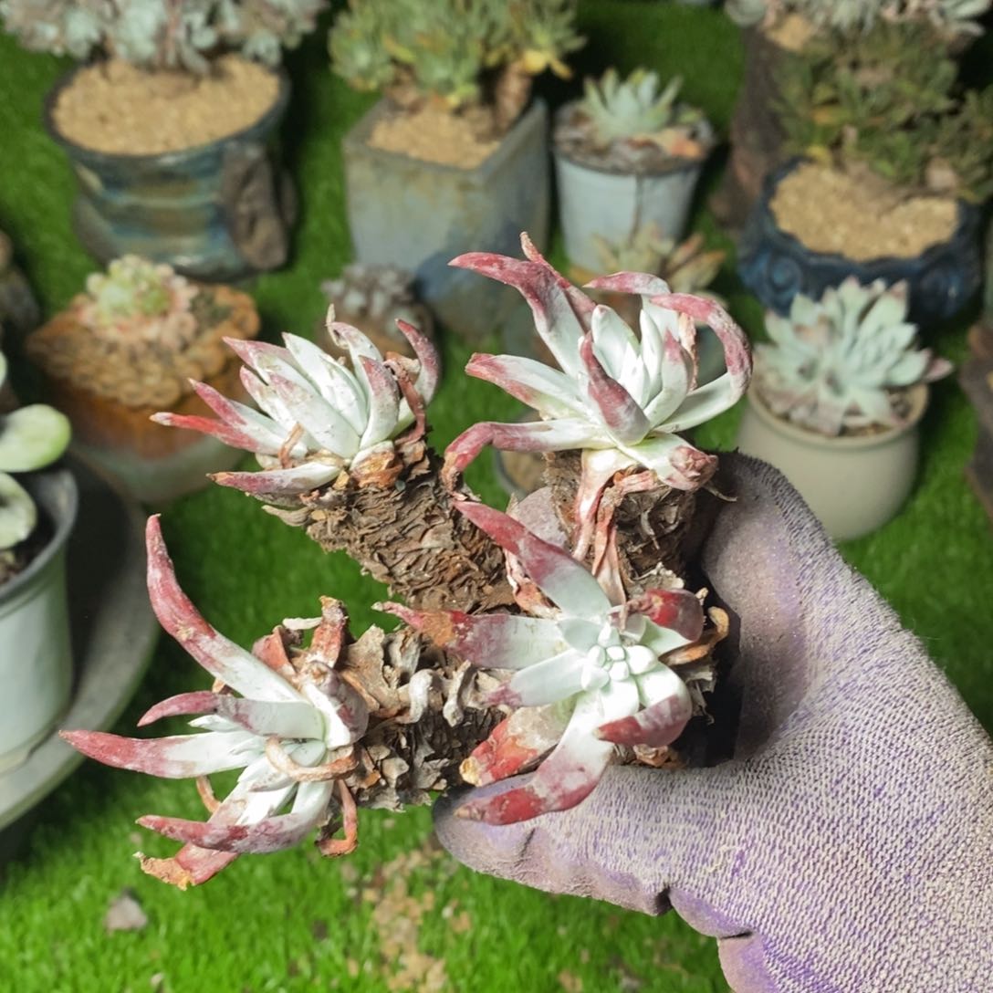 2132花哈哈哈哈哈哈哈哈哈哈哈哈哈哈