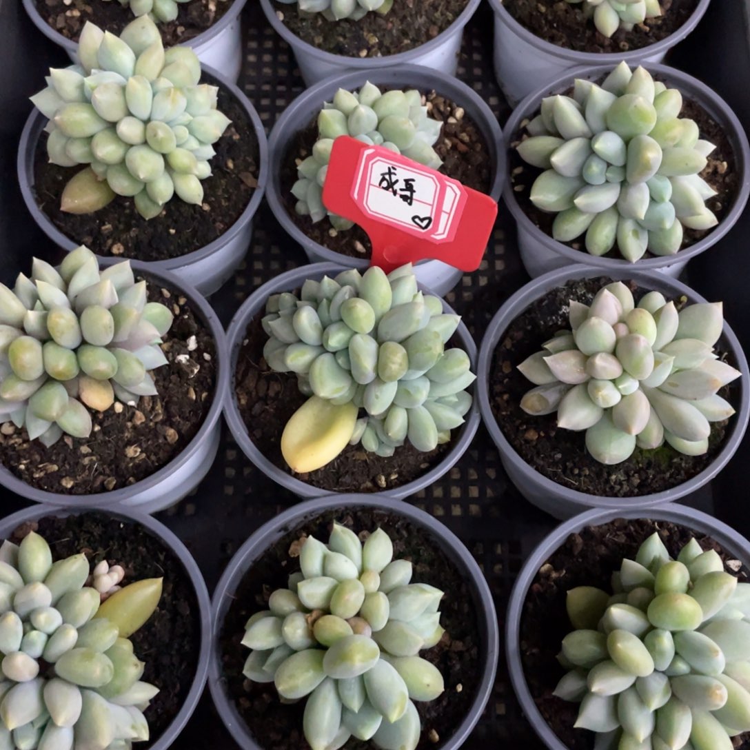 成***哥成哥20。补差。           多肉