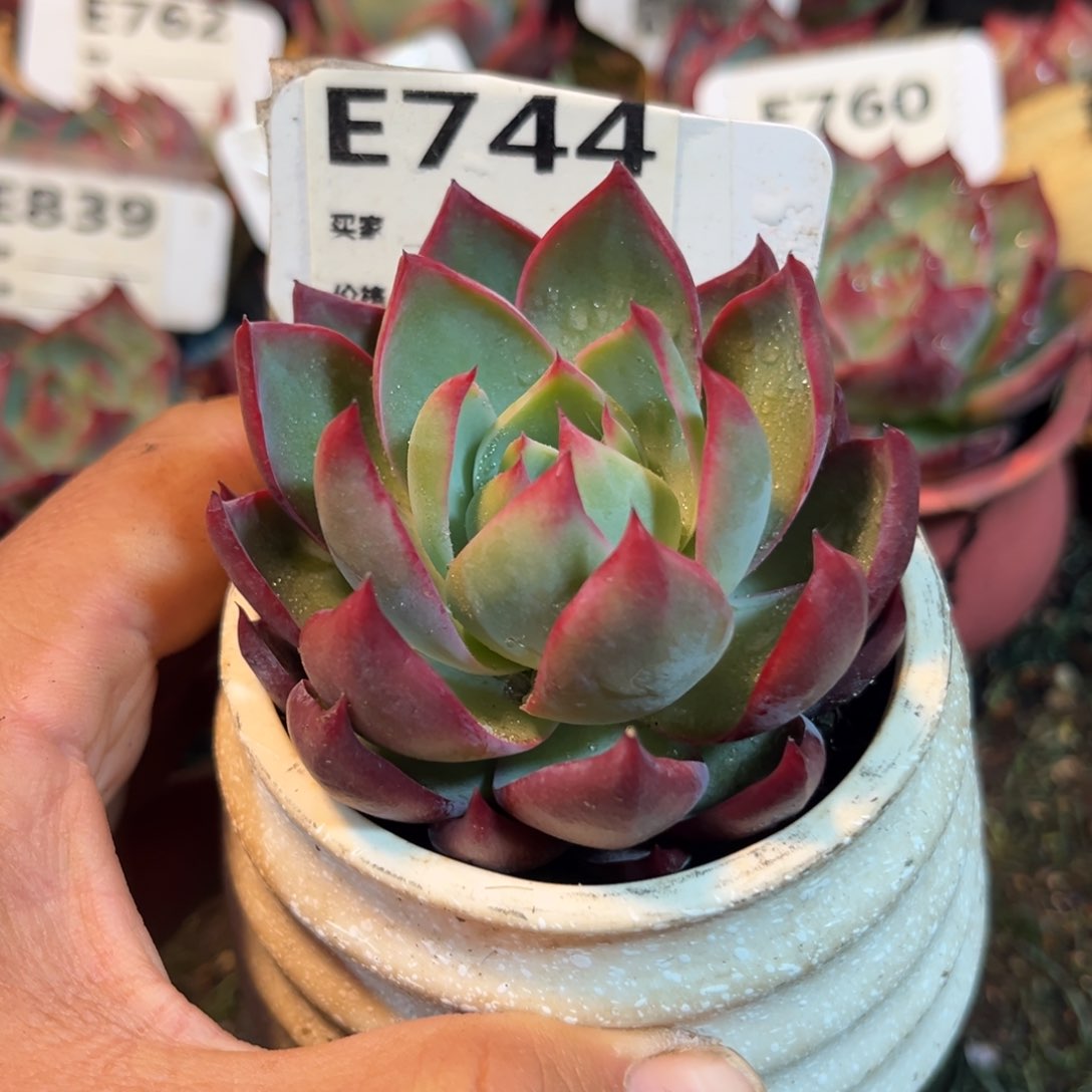 惊鸿一瞥744号多肉