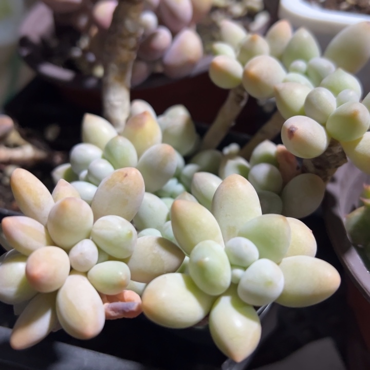 白马多肉植物82多肉植物