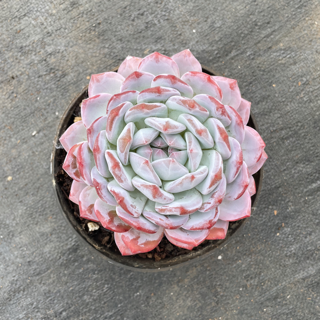 大单头橙梦露 金金精品多肉植物（十公分起发）