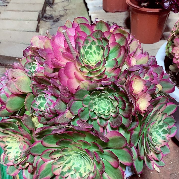 海王捧花，多肉植物