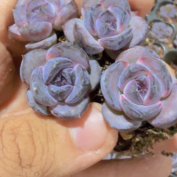 黑橙三颗一组福利