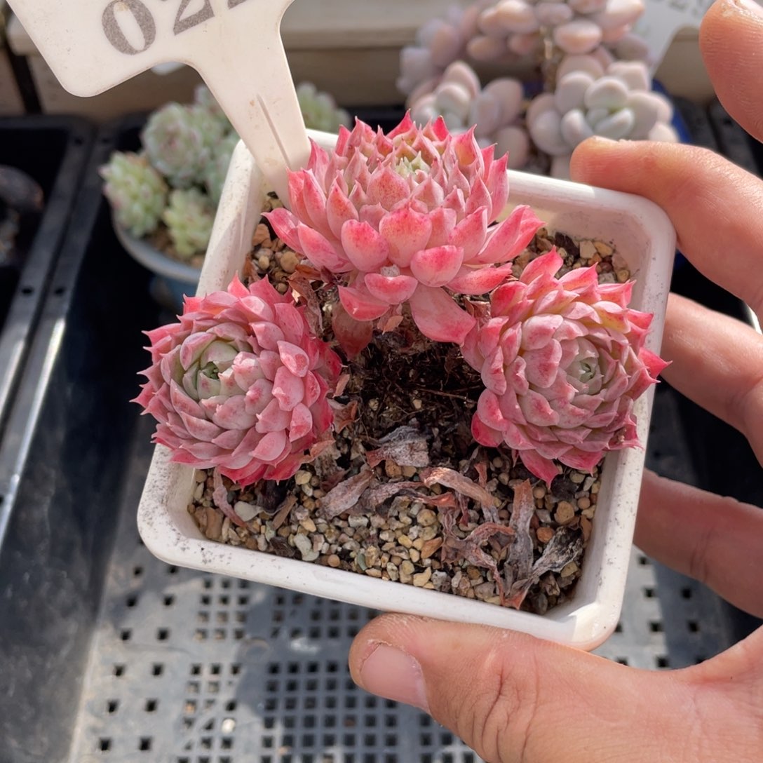 0224朱砂痣不带盆9厘米啦啦