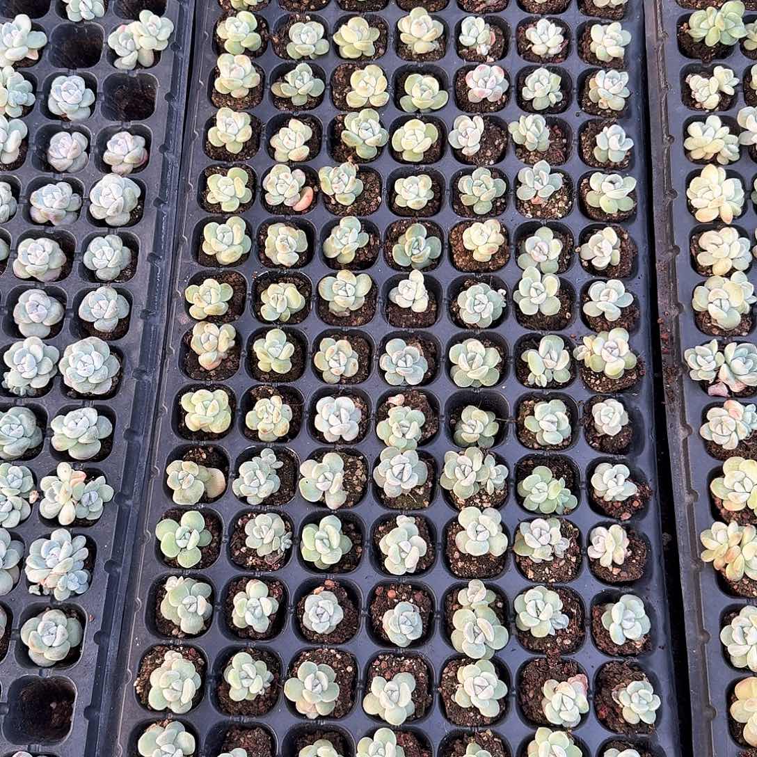 浮萍一物一拍，嫩苗