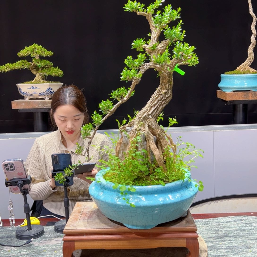 黄杨盆景老桩四季长青