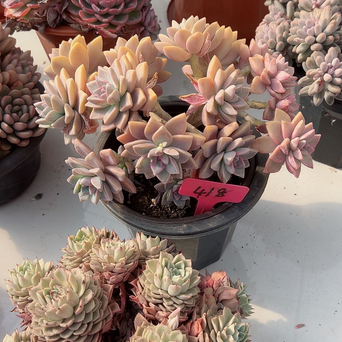 懂****8418淡雪多肉植物