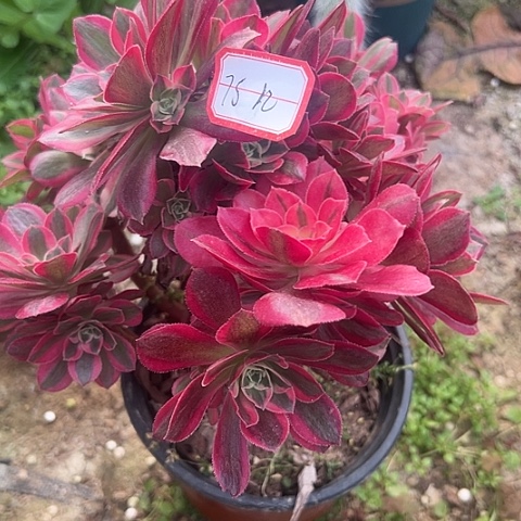 樱*多肉女郎75不包断枝