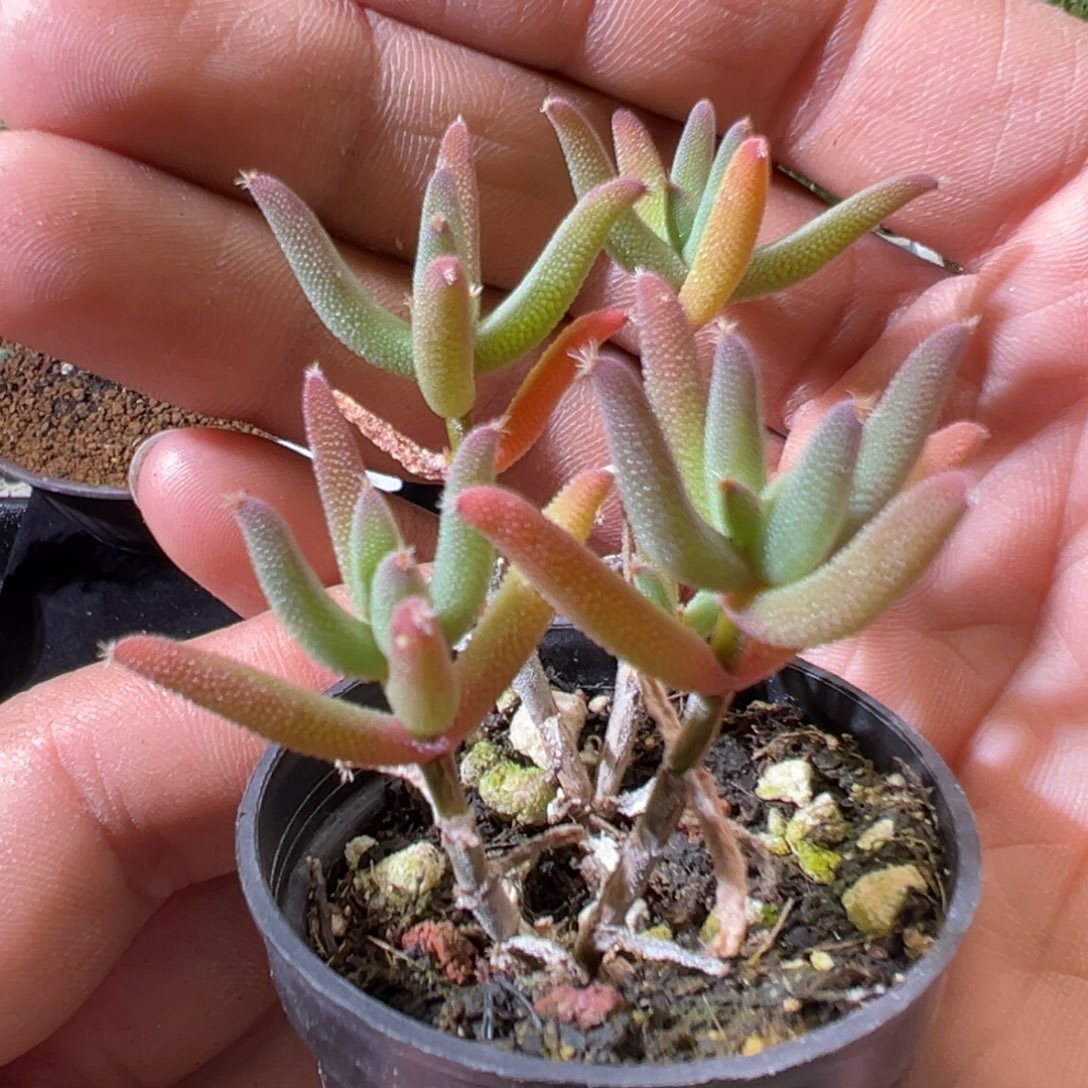 玉米50杯老桩福利