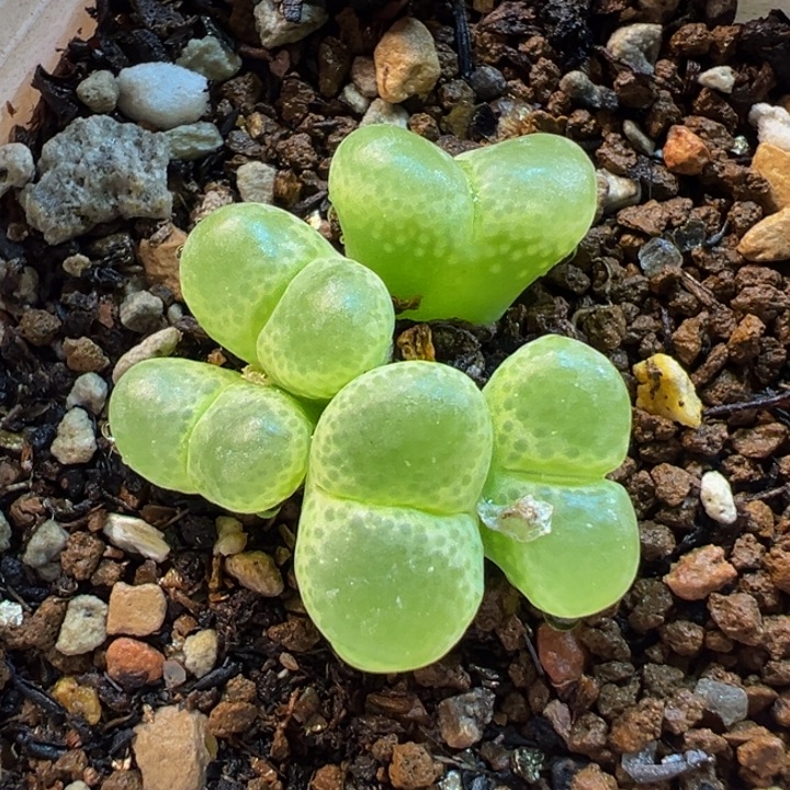 521多肉植物种类多样