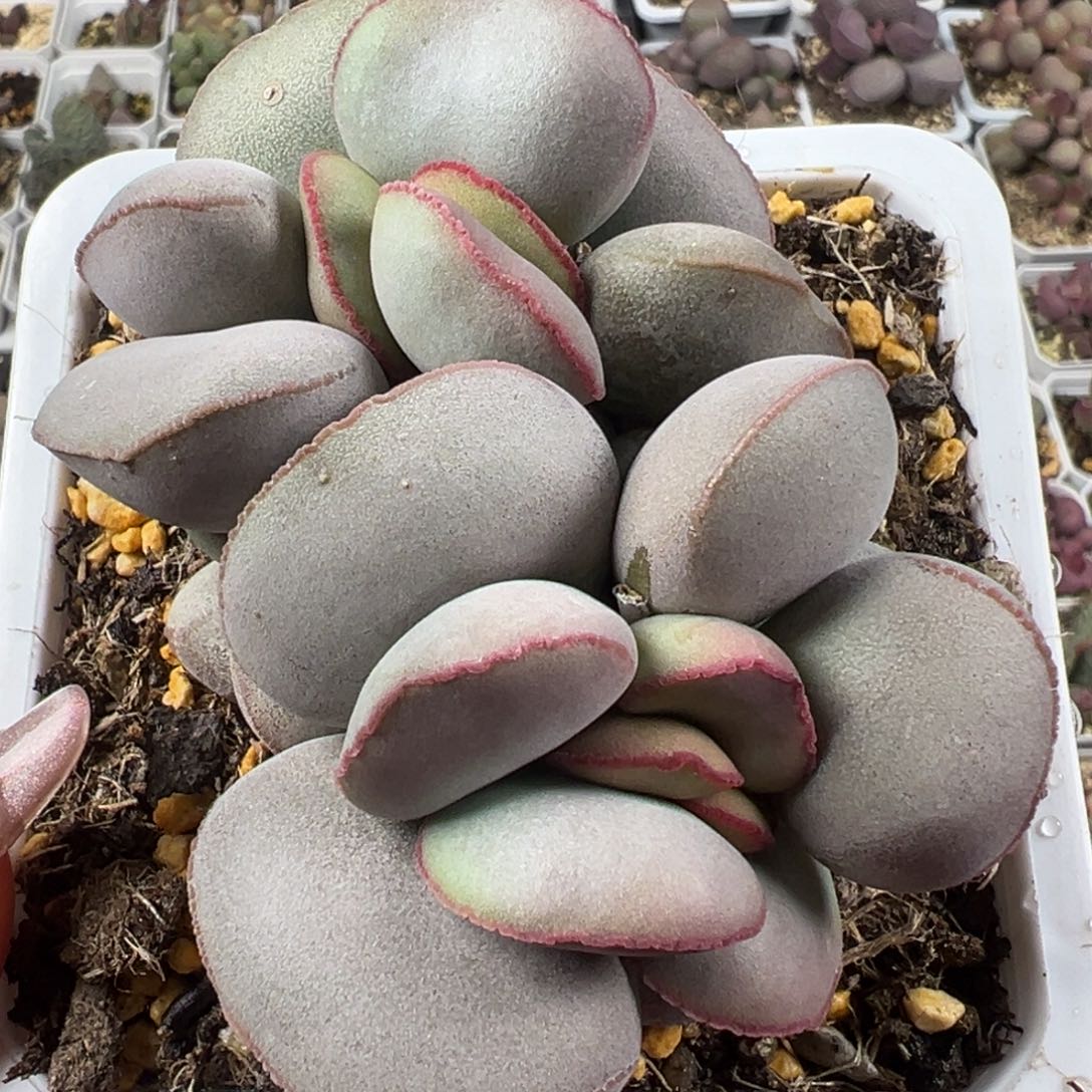 十方盆白肌红蛋老桩多肉植物