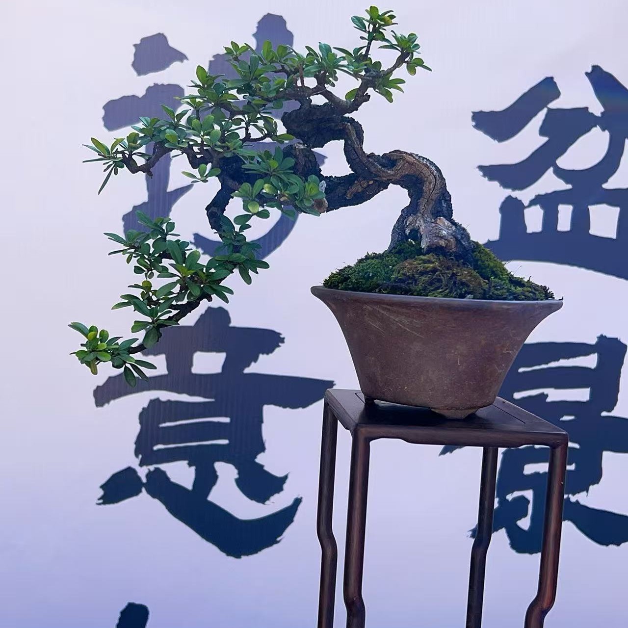 喜阳耐寒造型珍柏盆景可摆放桌面带接水盘的绿植