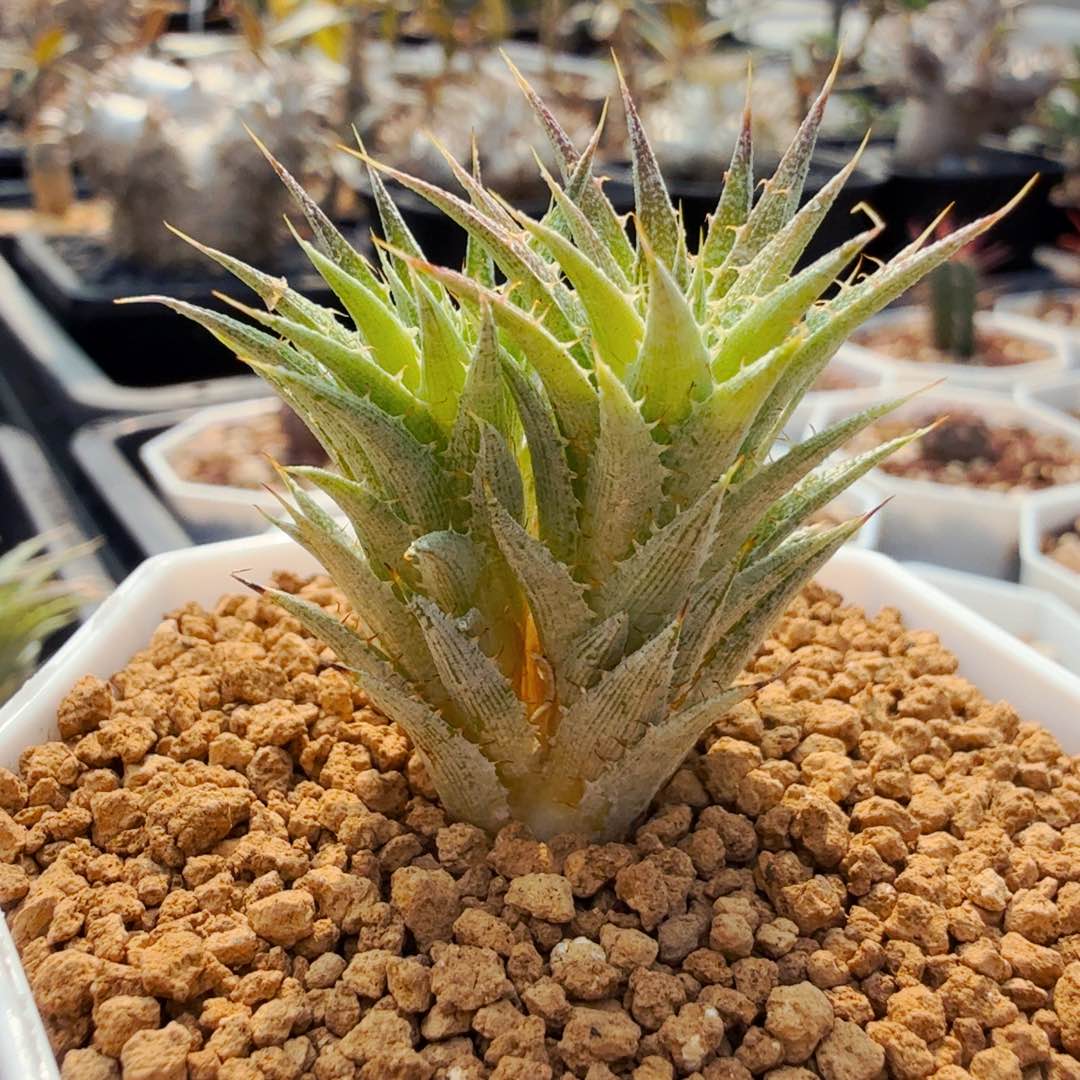 240坨坨凤带盆发货