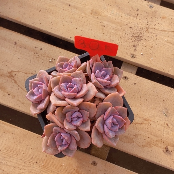 冰***茉在家干的话把衣服带