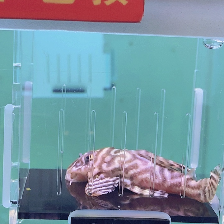 清道夫鱼帝王异型21号