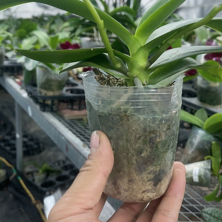 当前无花栽培后可以开花美尔莎