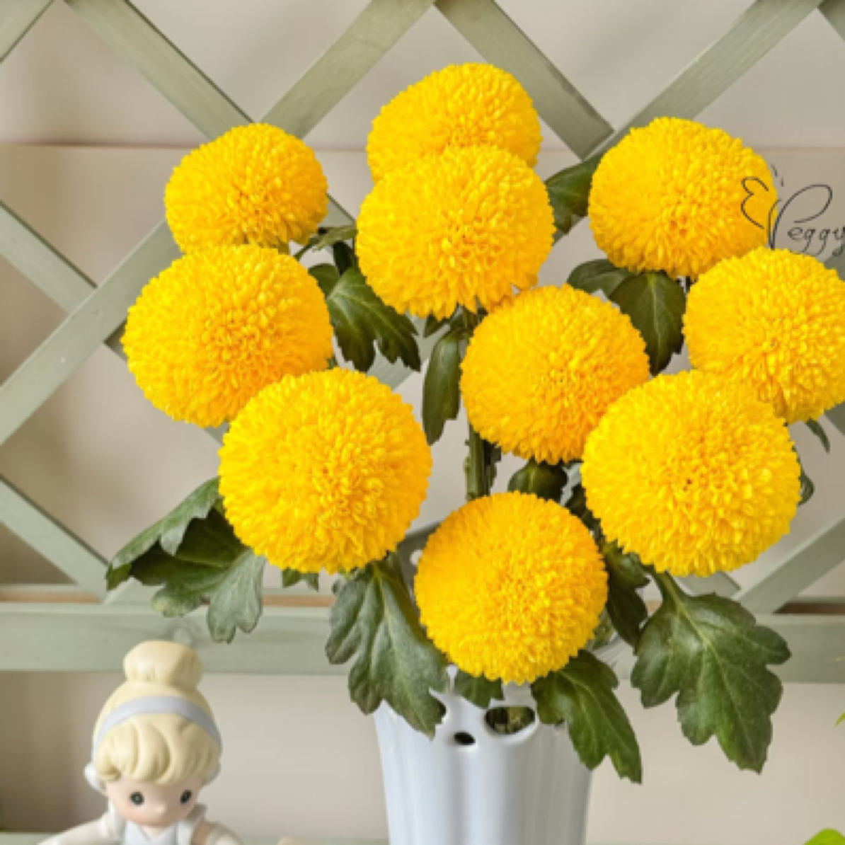 【小可爱】黄色乒乓菊10支