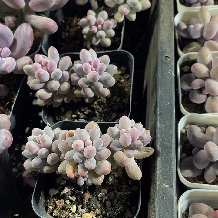 婴儿手带盆土发货