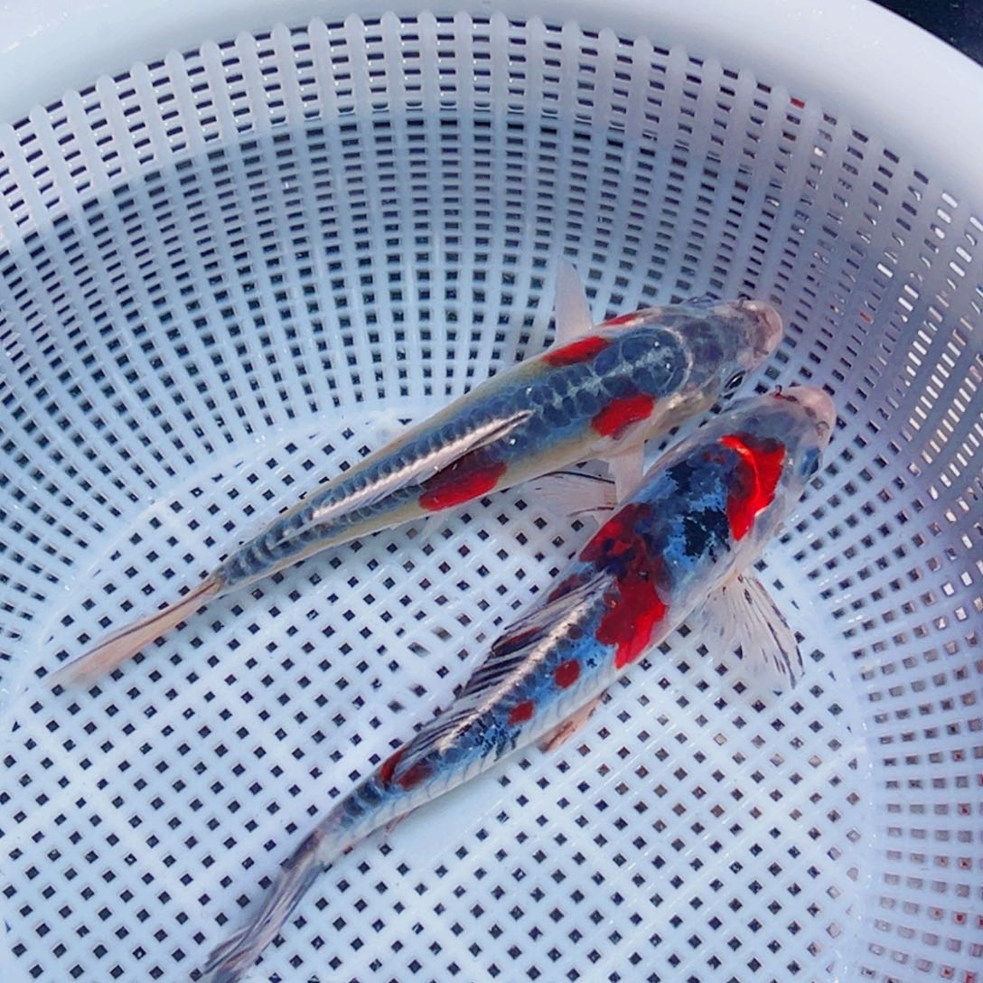 锦鲤锦鲤观赏鱼1111