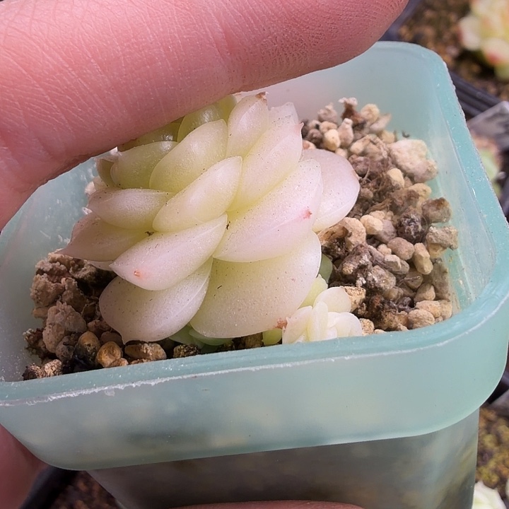 白柚叶片一片哈哈哈哈