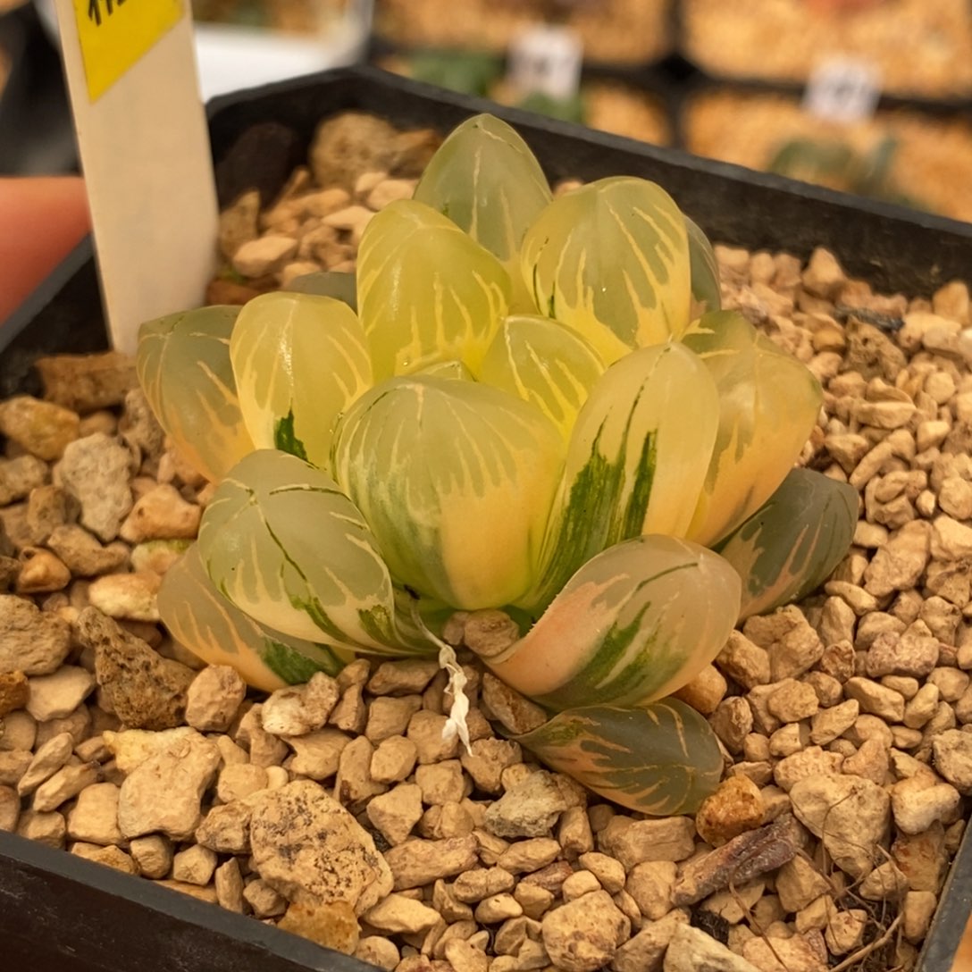 12老川玉露多肉植物