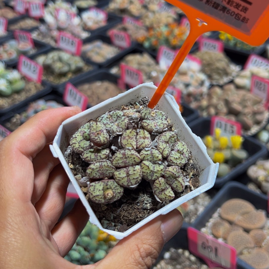 272 一物一拍，默认有伤，介意勿拍，不退不换