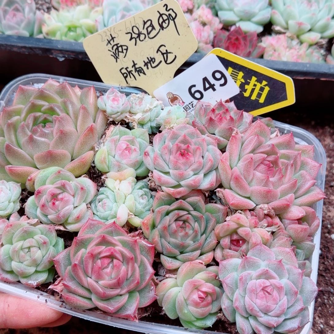 多肉植物多肉植物