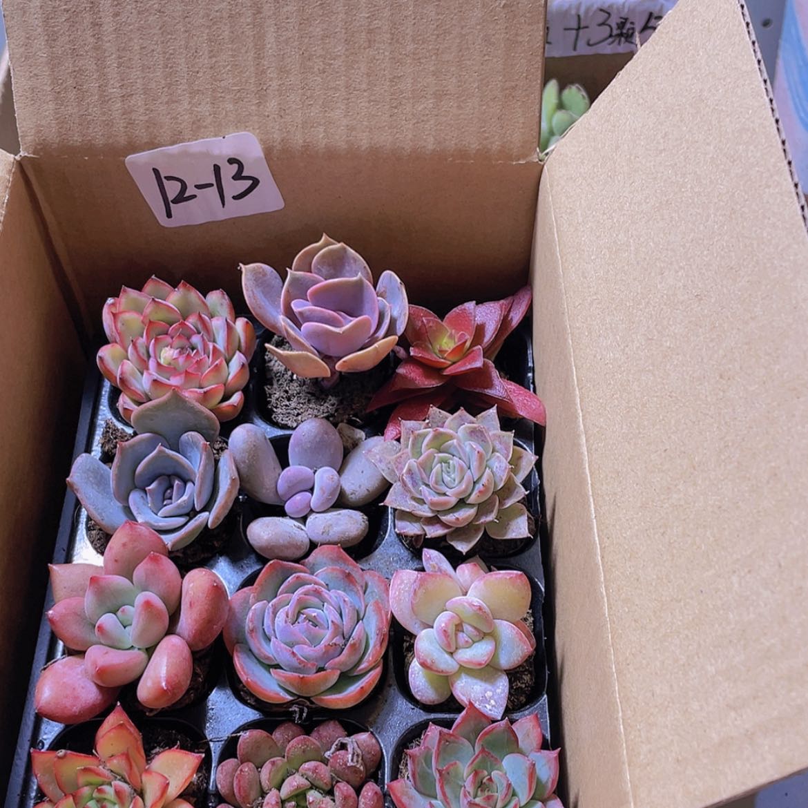 【闪购商品】12颗-13