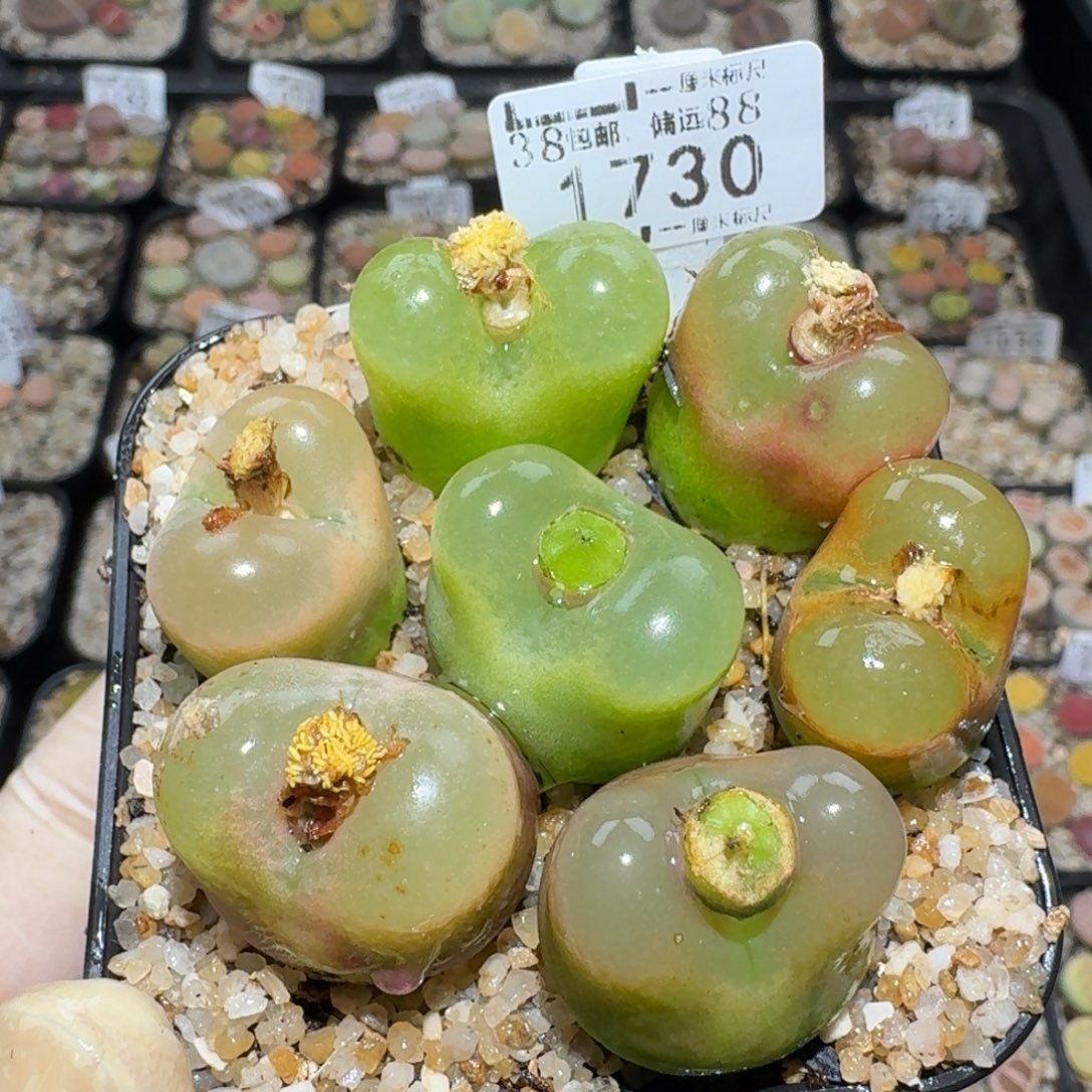 zzz好可爱的生石花1730