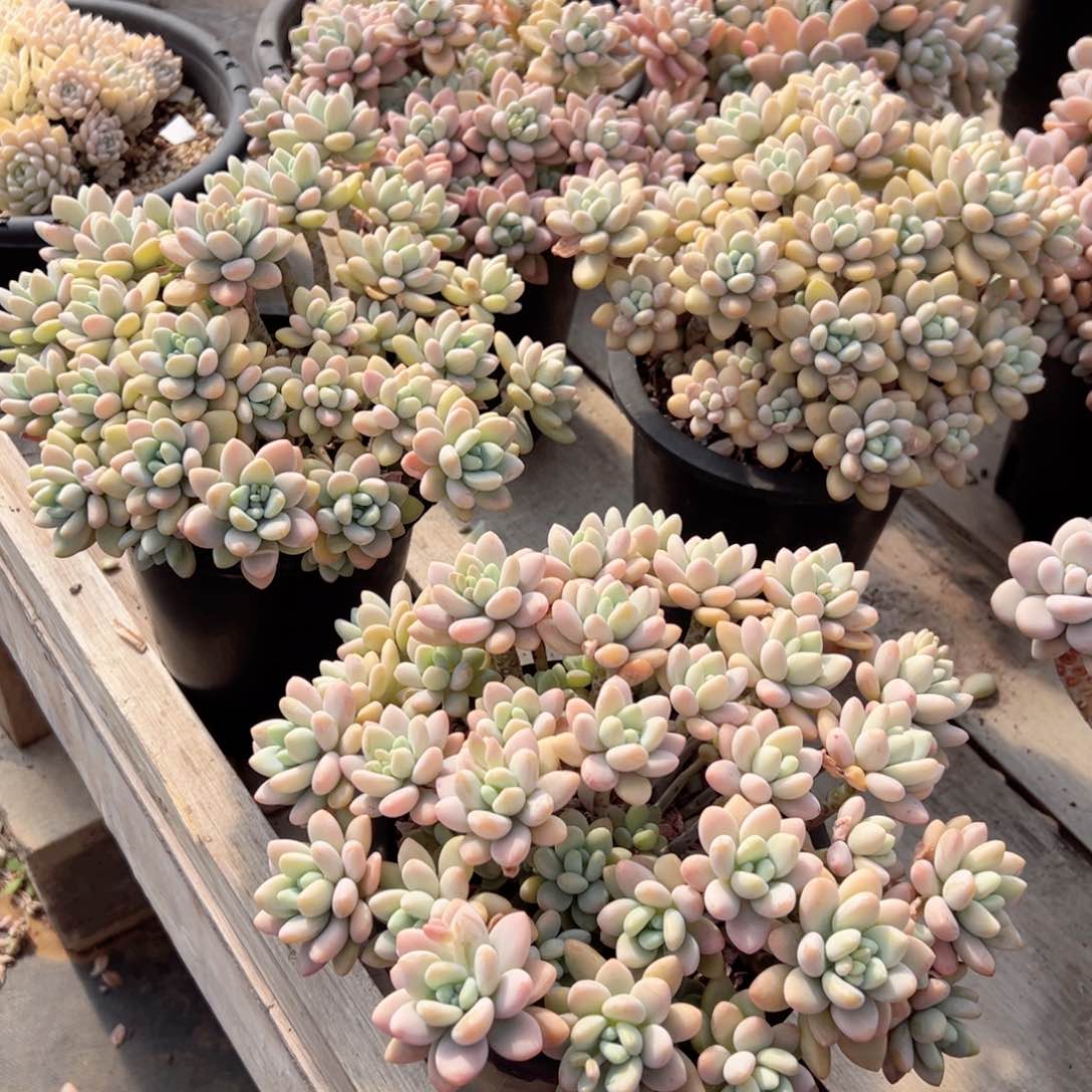 香水洛神多肉最后4颗随机发货