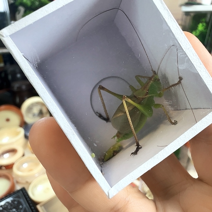 扎嘴1个啊啊啊啊啊啊