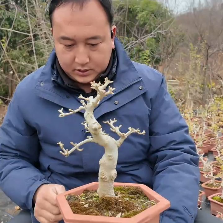 无花朵对节白蜡盆景