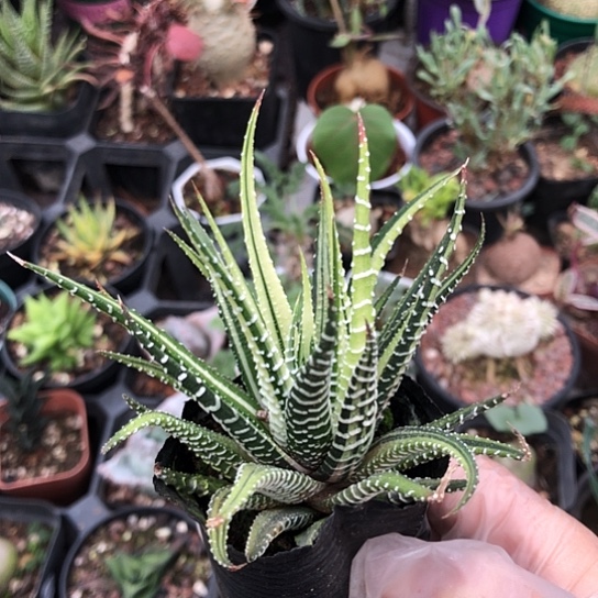 拥***抱无花朵1864带盆土