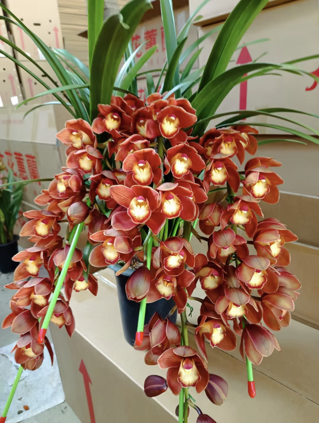 【佛光】大花惠兰1174高档室内绿植盆栽 咖啡红色长花期