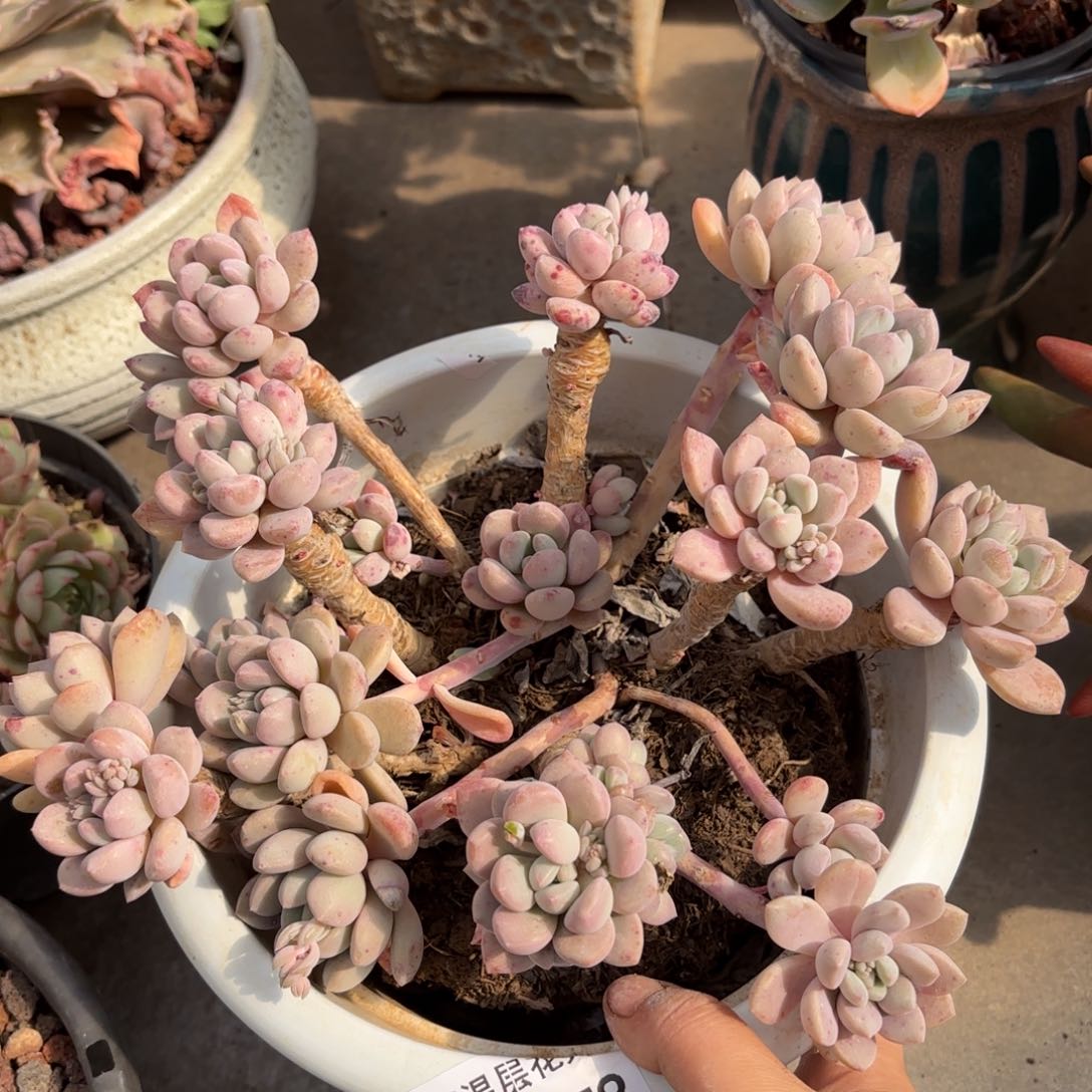 同温层多肉白露178