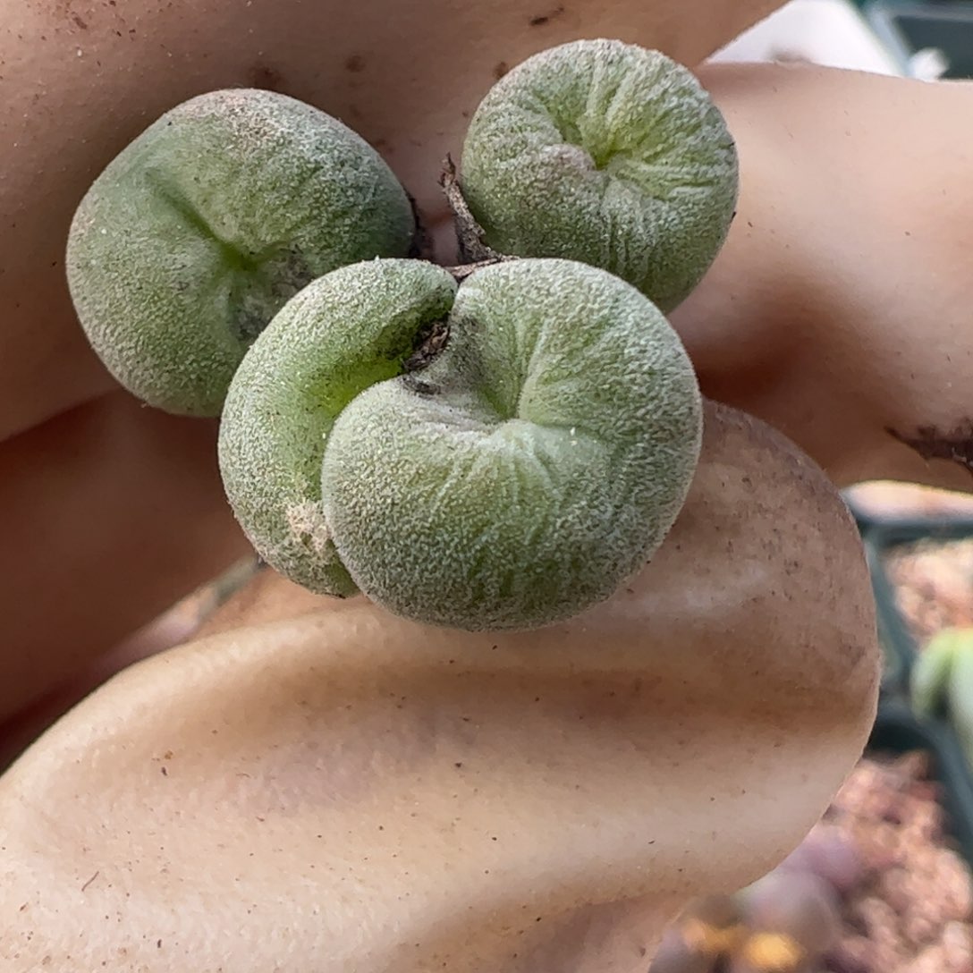 302 好看的多肉冲冲冲q