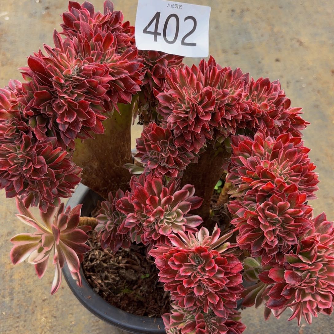 402多肉植物幻沙缀