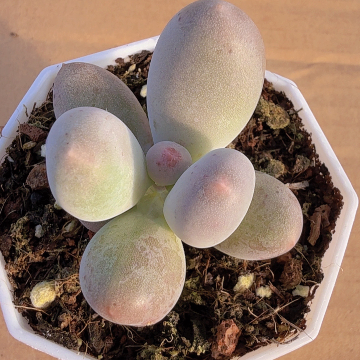 多肉米可奶（满12.9包邮）