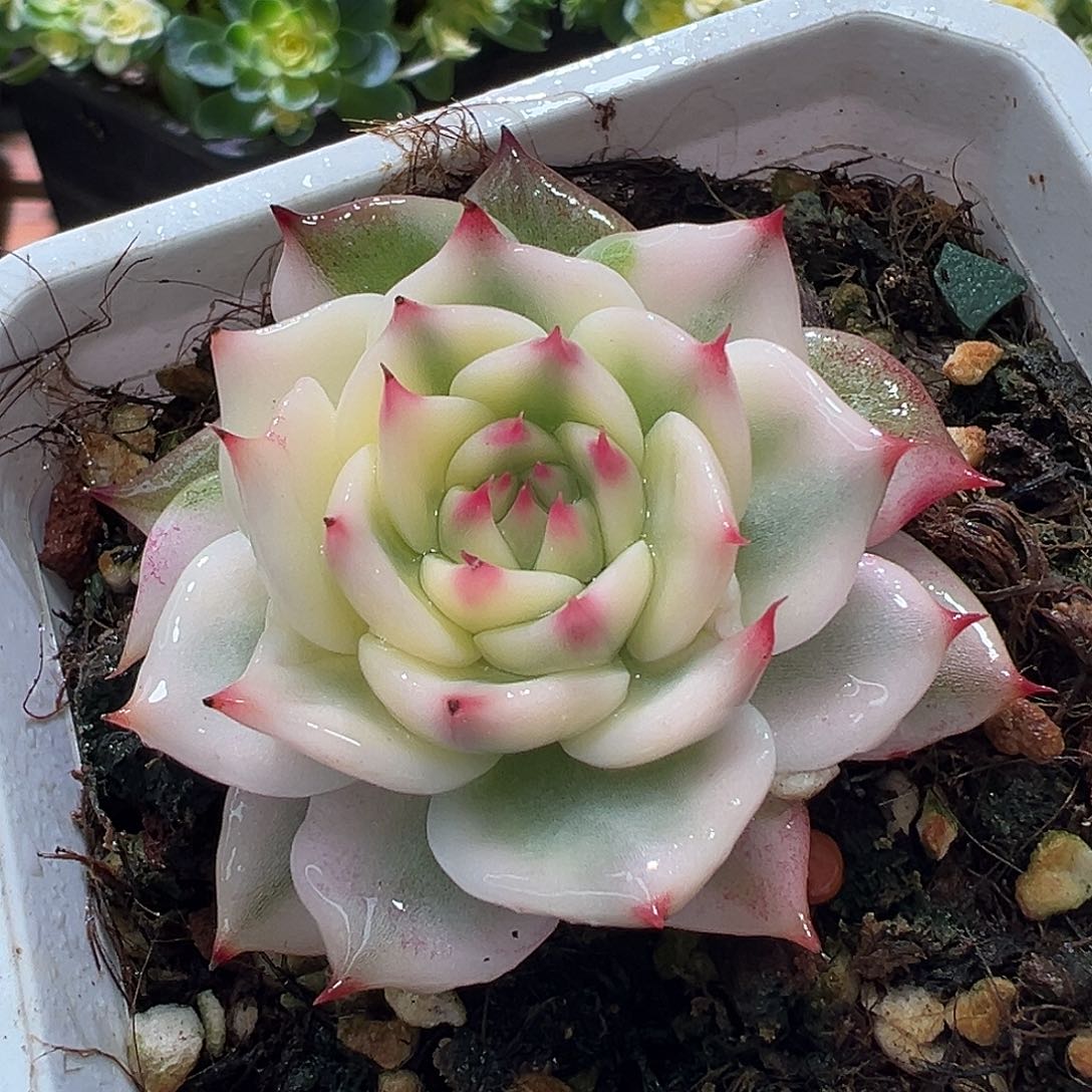 吉娃娃锦，覆轮锦带石化