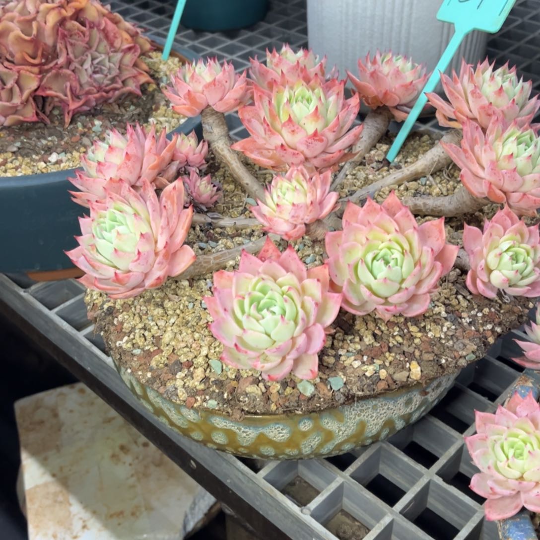 小雨多肉一物一拍三个锦